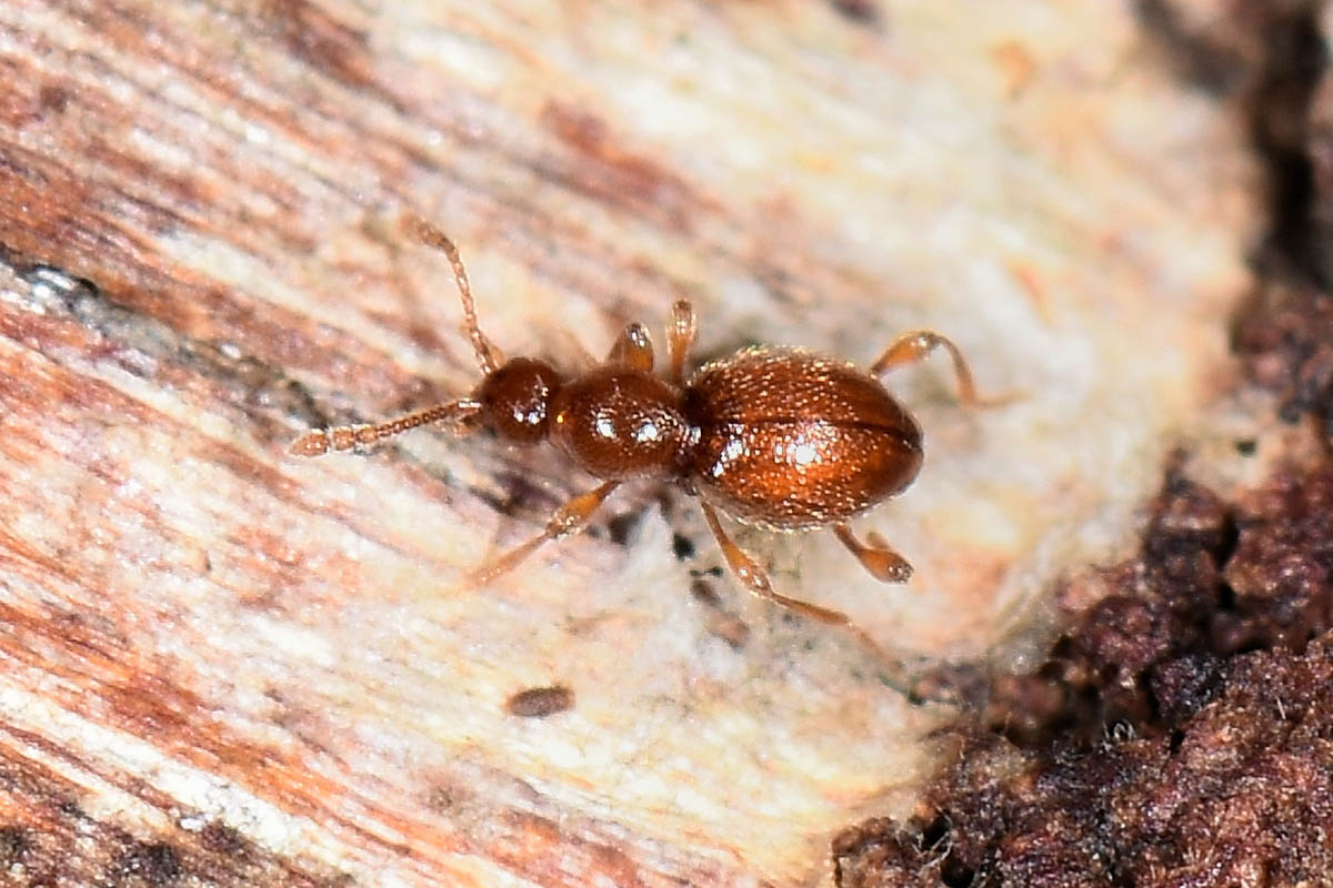 Scydmaenidae: Scydmaenus sp.